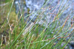 Festuca ammobia