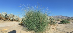 Hilaria rigida