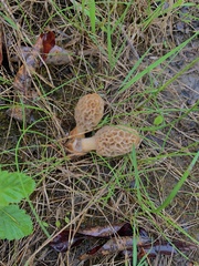 Morchella