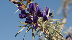 Psorothamnus schottii