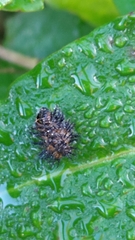 Henosepilachna vigintioctopunctata