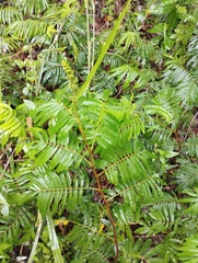 Calliandra houstoniana