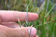 Festuca ammobia