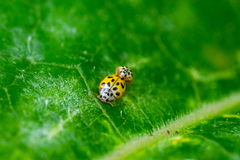 Coccinellinae