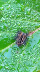 Henosepilachna vigintioctopunctata