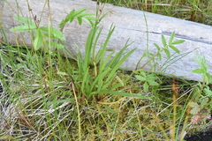 Plantago maritima