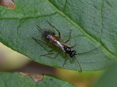 Cryptinae