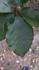 Fagus