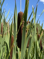 Typha