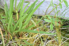 Plantago maritima