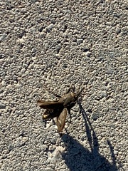 Sphenophorus parvulus
