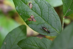 Cryptinae
