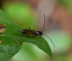 Cryptinae