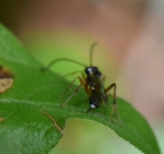 Cryptinae