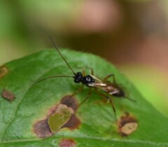 Cryptinae