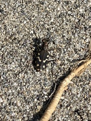 Cicindela haemorrhagica