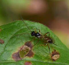 Cryptinae