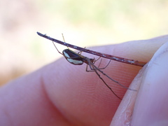 Tetragnatha