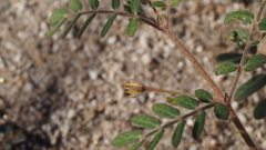 Kallstroemia californica