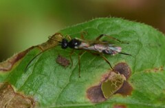 Cryptinae
