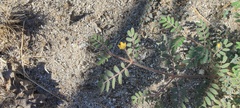 Kallstroemia californica