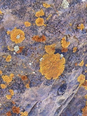 Xanthomendoza trachyphylla
