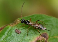 Cryptinae