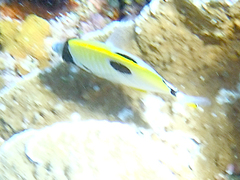 Chaetodon unimaculatus