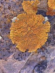 Xanthomendoza trachyphylla