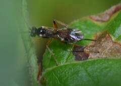 Cryptinae