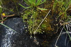 Sagina procumbens