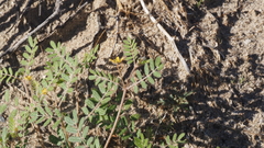 Kallstroemia californica