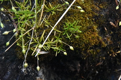 Sagina procumbens