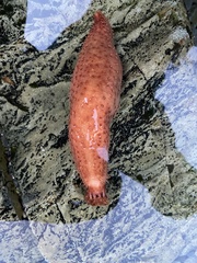 Cucumaria frondosa