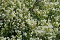 Dischisma ciliatum erinoides