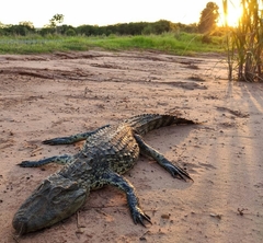 Caiman latirostris