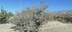 Psorothamnus schottii