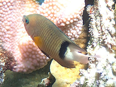 Plectroglyphidodon dickii