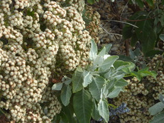 Eriogonum giganteum