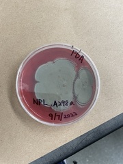 Talaromyces purpureogenus