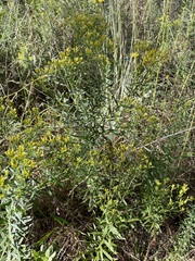 Euthamia leptocephala