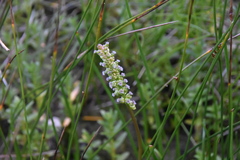 Triglochin maritima