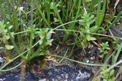 Triglochin maritima