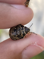 Orsilochides guttata