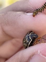 Orsilochides guttata