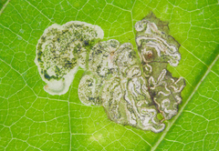 Aspilanta hydrangaeella