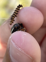 Orsilochides guttata