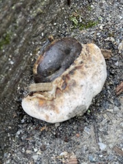 Fomitopsis ochracea