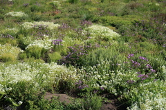 Dischisma ciliatum erinoides