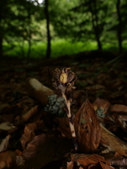 Monotropa hypopitys hypopitys